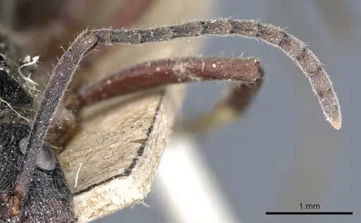 Diacamma timorense specimen CASENT0903870 image casent0903870_3