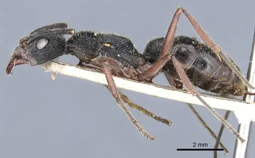 Diacamma timorense specimen CASENT0903870 image casent0903870_4