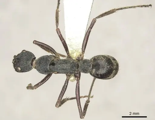Diacamma timorense specimen CASENT0916092 image casent0916092_1