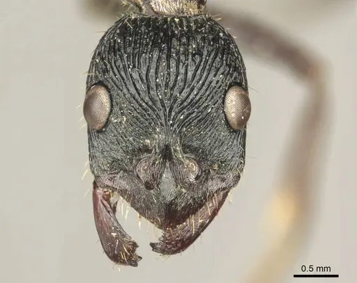 Diacamma timorense specimen CASENT0916092 image casent0916092_2