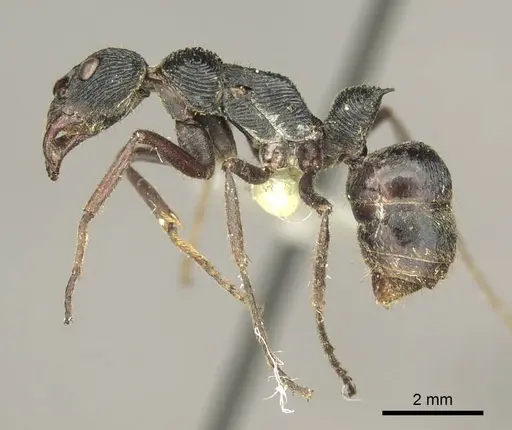 Diacamma timorense specimen CASENT0916092 image casent0916092_3