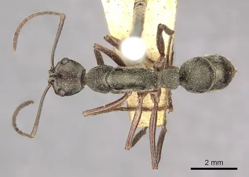 Diacamma vagans specimen CASENT0915957 image casent0915957_1