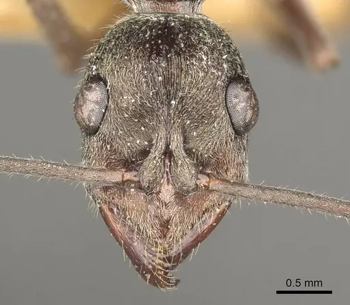 Diacamma vagans specimen CASENT0915957 image casent0915957_2