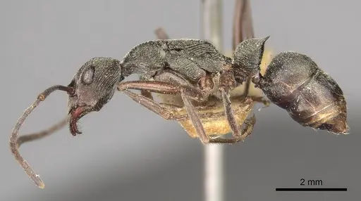 Diacamma vagans specimen CASENT0915957 image casent0915957_3