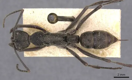 Diacamma violaceum specimen CASENT0907217 image casent0907217_1