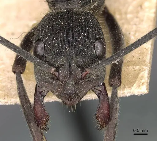 Diacamma violaceum specimen CASENT0907217 image casent0907217_2