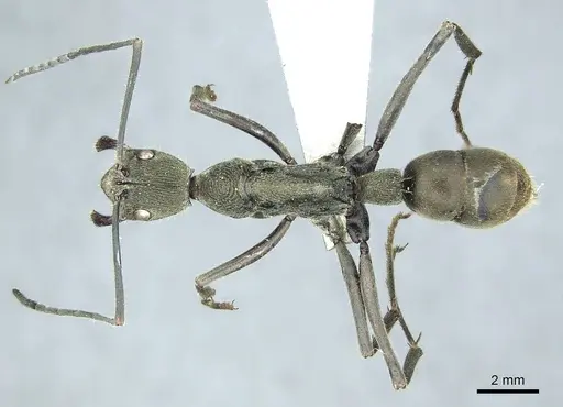 Diacamma violaceum specimen CASENT0915971 image casent0915971_1