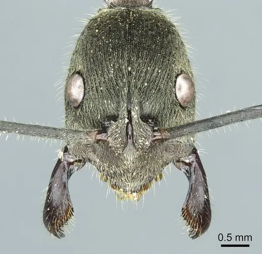 Diacamma violaceum specimen CASENT0915971 image casent0915971_2