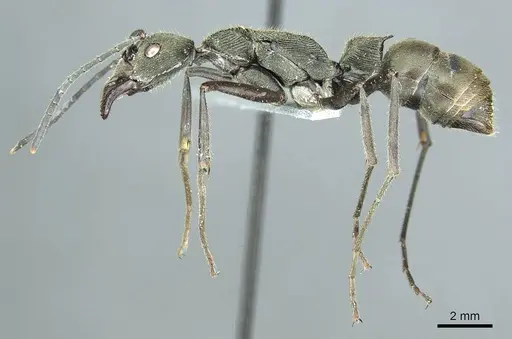Diacamma violaceum specimen CASENT0915971 image casent0915971_3