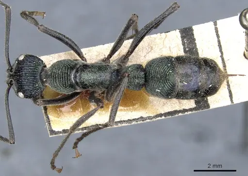 Diacamma viridipurpureum specimen CASENT0903875 image casent0903875_1