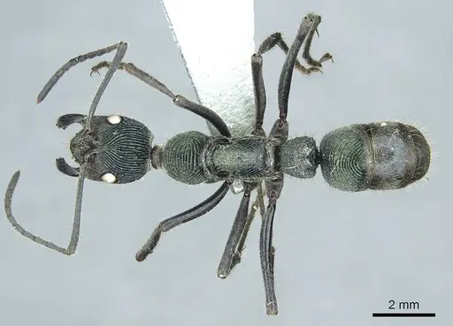 Diacamma viridipurpureum specimen CASENT0915972 image casent0915972_1