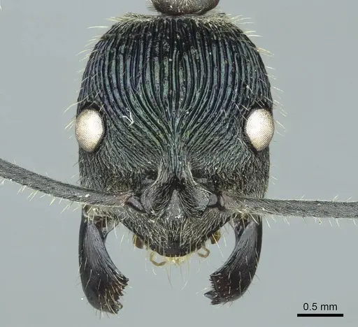 Diacamma viridipurpureum specimen CASENT0915972 image casent0915972_2