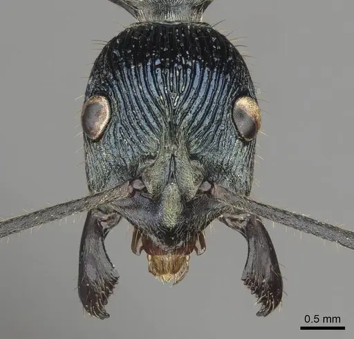 Diacamma viridipurpureum specimen CASENT0915973 image casent0915973_2