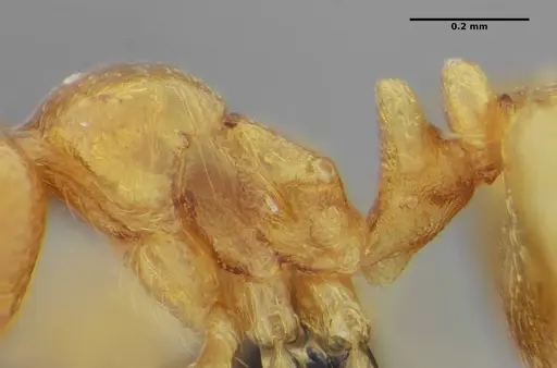Diaphoromyrma sofiae specimen ANTWEB1038231 image antweb1038231_1