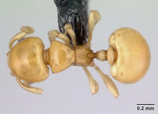 Diaphoromyrma sofiae specimen CASENT0178237 image casent0178237_1