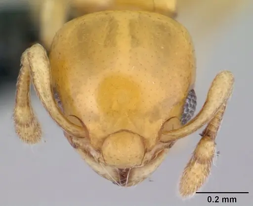 Diaphoromyrma sofiae specimen CASENT0178237 image casent0178237_2