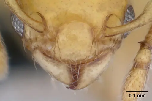 Diaphoromyrma sofiae specimen CASENT0178237 image casent0178237_3