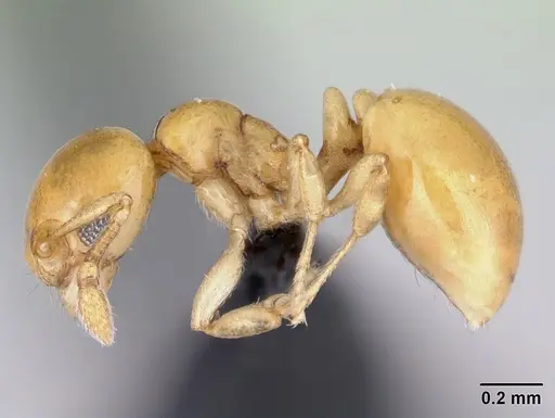 Diaphoromyrma sofiae specimen CASENT0178237 image casent0178237_4