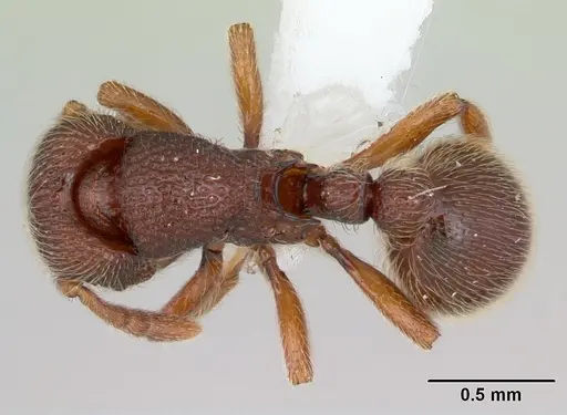 Dicroaspis cryptocera specimen CASENT0172774 image casent0172774_1
