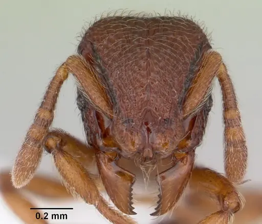 Dicroaspis cryptocera specimen CASENT0172774 image casent0172774_2