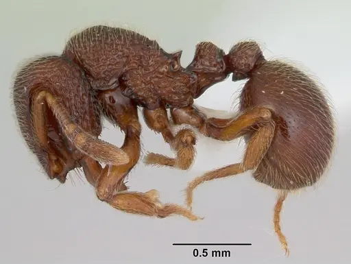 Dicroaspis cryptocera specimen CASENT0172774 image casent0172774_3
