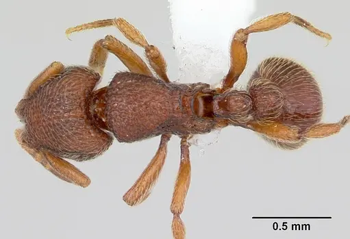 Dicroaspis cryptocera specimen CASENT0401720 image casent0401720_1