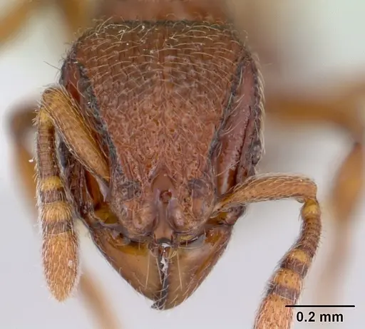 Dicroaspis cryptocera specimen CASENT0401720 image casent0401720_2