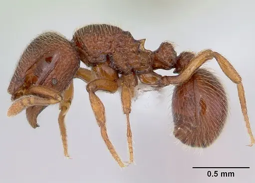 Dicroaspis cryptocera specimen CASENT0401720 image casent0401720_3