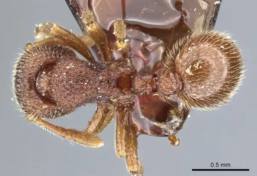 Dicroaspis cryptocera specimen CASENT0904678 image casent0904678_1