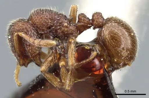 Dicroaspis cryptocera specimen CASENT0904678 image casent0904678_3