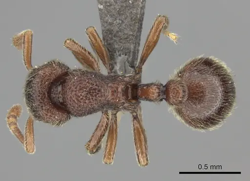 Dicroaspis laevidens specimen CASENT0235466 image casent0235466_1