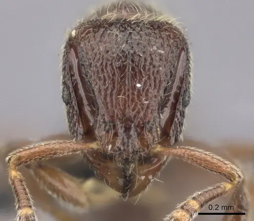Dicroaspis laevidens specimen CASENT0235466 image casent0235466_2