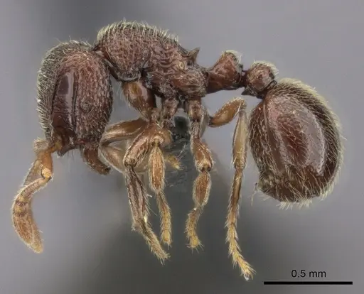 Dicroaspis laevidens specimen CASENT0235466 image casent0235466_3