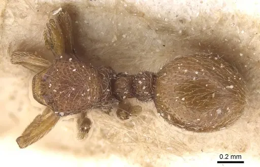 Dicroaspis laevidens specimen CASENT0913958 image casent0913958_1