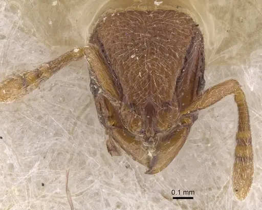 Dicroaspis laevidens specimen CASENT0913958 image casent0913958_2