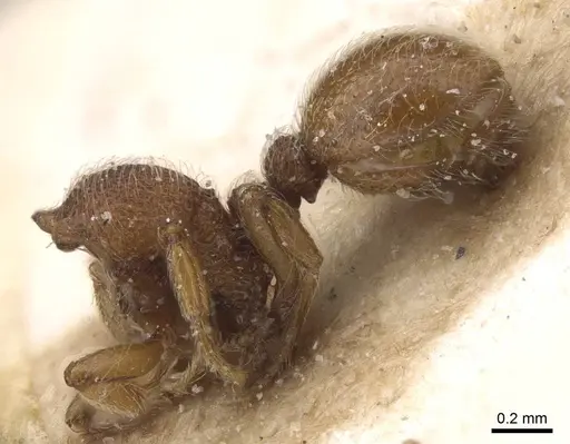 Dicroaspis laevidens specimen CASENT0913958 image casent0913958_3