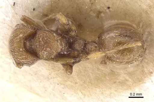 Dicroaspis laevidens specimen RMCAENT000017781 image rmcaent000017781_1
