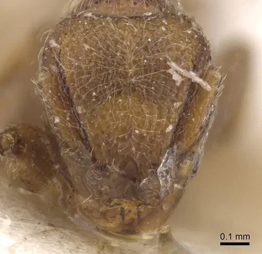 Dicroaspis laevidens specimen RMCAENT000017781 image rmcaent000017781_2