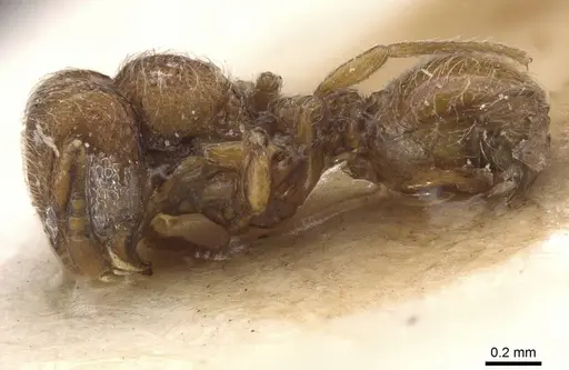 Dicroaspis laevidens specimen RMCAENT000017781 image rmcaent000017781_3