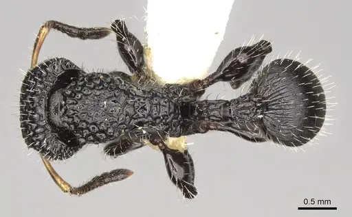 Dilobocondyla borneensis specimen CASENT0914065 image casent0914065_1