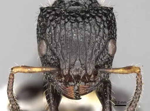 Dilobocondyla borneensis specimen CASENT0914065 image casent0914065_2