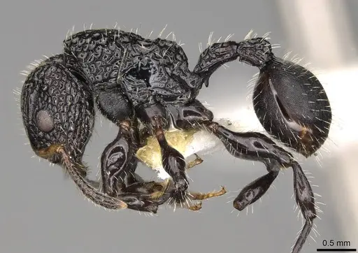 Dilobocondyla borneensis specimen CASENT0914065 image casent0914065_3