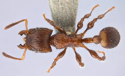 Dilobocondyla carinata specimen ANTWEB1008114 image antweb1008114_1