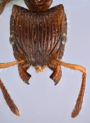 Dilobocondyla carinata specimen ANTWEB1008114 image antweb1008114_2