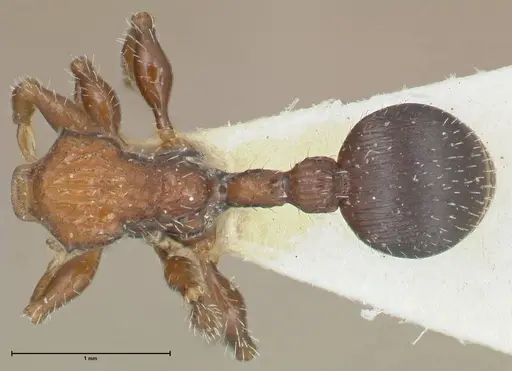 Dilobocondyla cataulacoidea specimen FOCOL1969 image focol1969_1