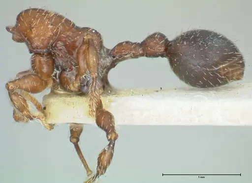 Dilobocondyla cataulacoidea specimen FOCOL1969 image focol1969_2