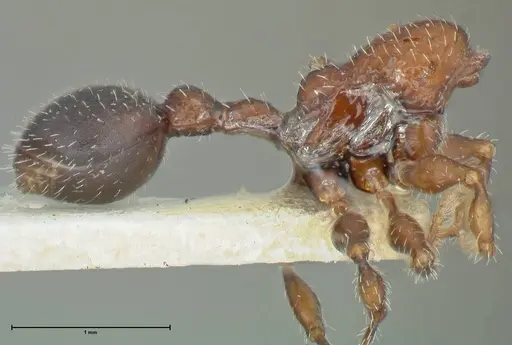 Dilobocondyla cataulacoidea specimen FOCOL1969 image focol1969_3