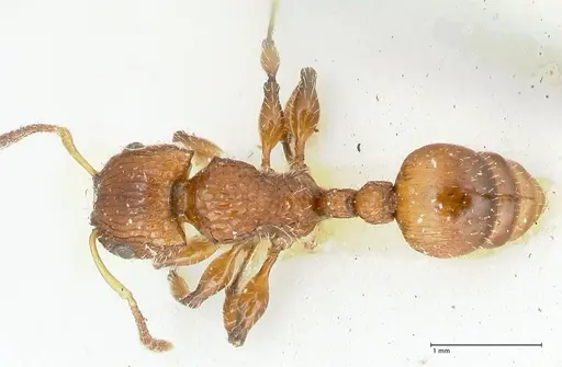 Dilobocondyla cataulacoidea specimen FOCOL1970 image focol1970_1