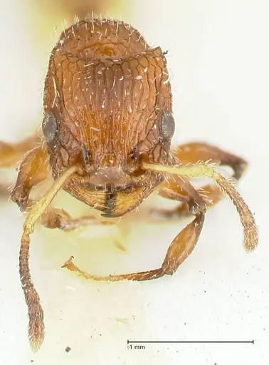 Dilobocondyla cataulacoidea specimen FOCOL1970 image focol1970_2
