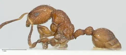 Dilobocondyla cataulacoidea specimen FOCOL1970 image focol1970_3